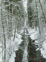 vinter- djup skog med en smal flod. foto