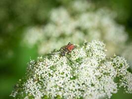 svartrandig longhorn skalbagge på en vit blomma i de vild. foto