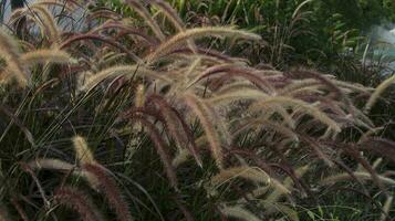 pennisetum setaceum eller lila fontän gräs är en prålig dekorativ gräs formning en mound av graciöst, välvning, smal löv. foto