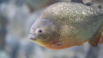 stänga upp av rödbukad piranha eller röd piranha eller pygocentrus nattereri fisk hittades från amazon, paraguay, parana och essequibo floder. foto