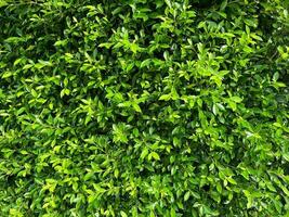 skön grön dekorativ träd vägg. bakgrund begrepp foto
