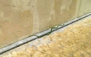 grön giftig orm reptil kryper på de jord i Mexiko. foto