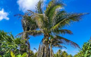 tropiska palmer kokosnötter blå himmel i tulum Mexiko. foto