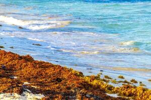 skön karibiska strand totalt snuskig smutsig otäck tång problem Mexiko. foto