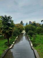 panorama- se av de spår med trappa i en tropisk parkera i de regn, arboretum av sochi, Ryssland. foto