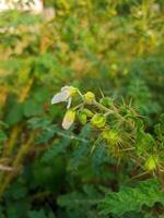 skära träd blommor och frukt fri ladda ner foto