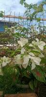 vit bougenville blomma foto