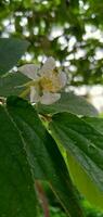 natur fotografi - kersen, muntingia träd blommor foto