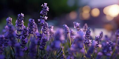 ai genererad. ai generativ. lavendel- växt blomma makro skott Foto illustration. grafisk konst