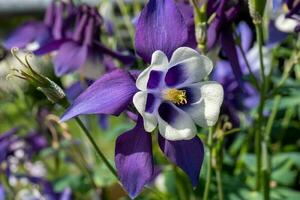 lila vit blomma i de Sol foto