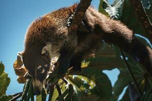 vitnosig coati - nasua narica, små allmänning vit näsa rovdjur från costa rica skog. foto