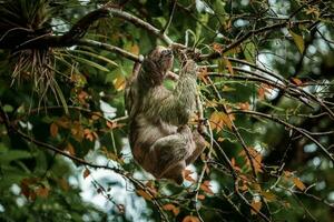 söt lättja hängande på träd gren. perfekt porträtt av vild djur- i de regnskog av costa rica. foto