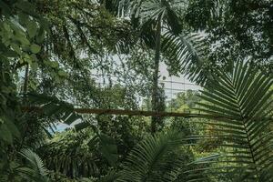 hängande bro mitt i träd i tät tropisk regnskog av costa rica foto