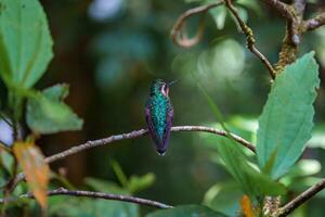 fokus urval. kolibri i de regn skog av costa rica foto