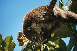 vitnosig coati - nasua narica, små allmänning vit näsa rovdjur från costa rica skog. foto