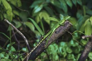 ung kvinna grön plumad basilisk ödla på gren på tortuguero nationell parkera foto