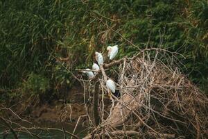 nötkreatur egrets perching på stjälkar på skog på costa rica foto