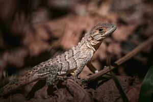 porträtt av ett leguan i profil. exotisk leguan. leguan porträtt foto