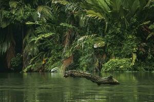 tät djungel med träd trunk i tortuguero flod på costa rica foto