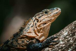 porträtt av ett leguan i profil. exotisk leguan. leguan porträtt foto