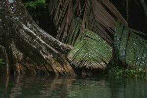 grön häger bredvid de tortuguero flod i costa rica foto