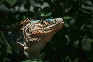 porträtt av ett leguan i profil. exotisk leguan. leguan porträtt foto