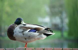 skön se av söt fågel på en offentlig parkera av luton England Storbritannien foto