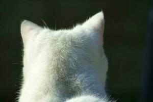 söt persisk ren vit katt är Framställ i de Hem trädgård foto
