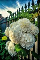 knippa av vit blommor i främre av en staket. generativ ai. foto