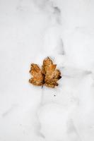 höstlönnlöv som ligger i snön foto