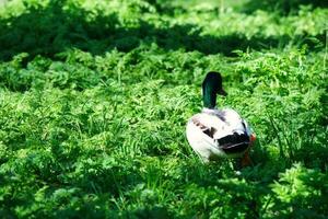 skön se av söt fågel på en offentlig parkera av luton England Storbritannien foto