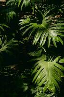 monstera grön löv vertikal Foto. mörk grön toner. philodendron monstera texturer. tropisk löv. foto