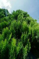 stänga upp skott av ljus grön cypress, mot blå himmel bakgrund . dacrydium, thuja orientalis. foto