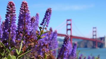 gyllene Port bro san francisco lila blommor echium candicans ai genererad foto