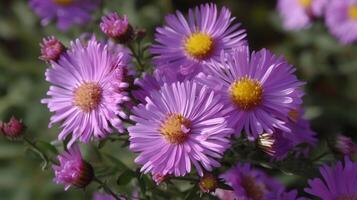 aster höst blommor ai genererad foto