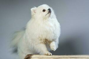 Lycklig vit pomeranian spets hund poser i studio foto