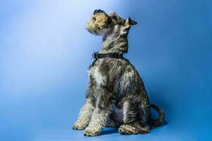 miniatyr- schnauzer, 1 år gammal, stående i främre av studio bakgrund. foto