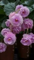 en stänga upp av en skön lavendel- bulbös begonia blommor med regndroppar foto