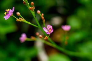 makro av en blomma mot kricka bakgrund med bokeh bubblor och ljus. grund djup av fält och mjuk fokus foto