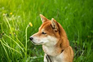 porträtt av japansk röd hund shiba inu. de hund sitter i de grön gräs och utseende in i de distans. glad och söt hund foto