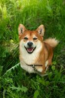 japansk röd hund shiba inu sitter i grön gräs och ler sött. Lycklig och glad shiba inu hund foto