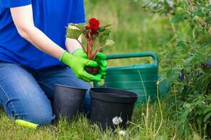 trädgårdsarbete. kvinna händer i grön handskar plantering en blomma i de trädgård foto