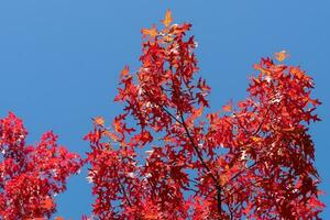 röd färgad höst löv av de ek quercus palustris foto