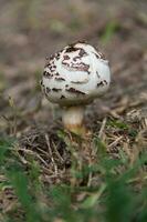 vild brun och vit svamp foto