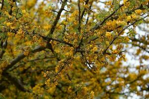 skön gul chanar blommor i de bergen av cordoba argentina foto