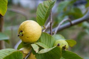 färsk guava i de organisk trädgård växt foto