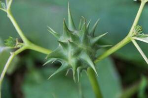 frukt av datura ferox den där växa vild, känd som toloache eller chamico foto