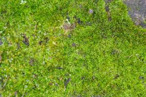 bakgrund med grön mossa textur med regndroppar foto