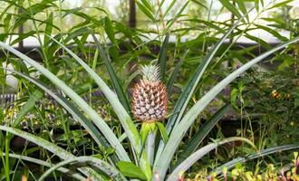 färsk ananas i de organisk trädgård växt foto