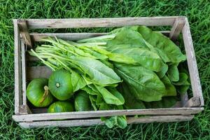 trä- låda med grönsaker, mangold, zucchini och trädgård cikoria foto